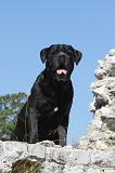 CANE CORSO 112